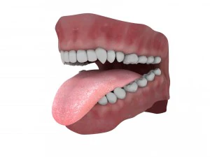 teeth and tongue rigged-arnold render 3D Model