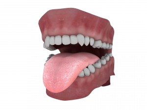 teeth and tongue rigged-arnold render Model 3D