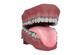 teeth and tongue rigged-arnold render Model 3D