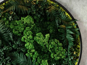 fytodisk moss 3D Model