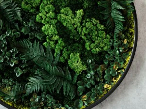 fytodisk moss 3D Model