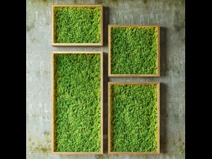 mosswalls 3D Model