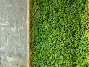mosswalls 3D Model