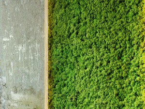 mosswalls 3D Model