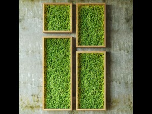 mosswalls 3D Model