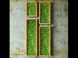 mosswalls 3D Model