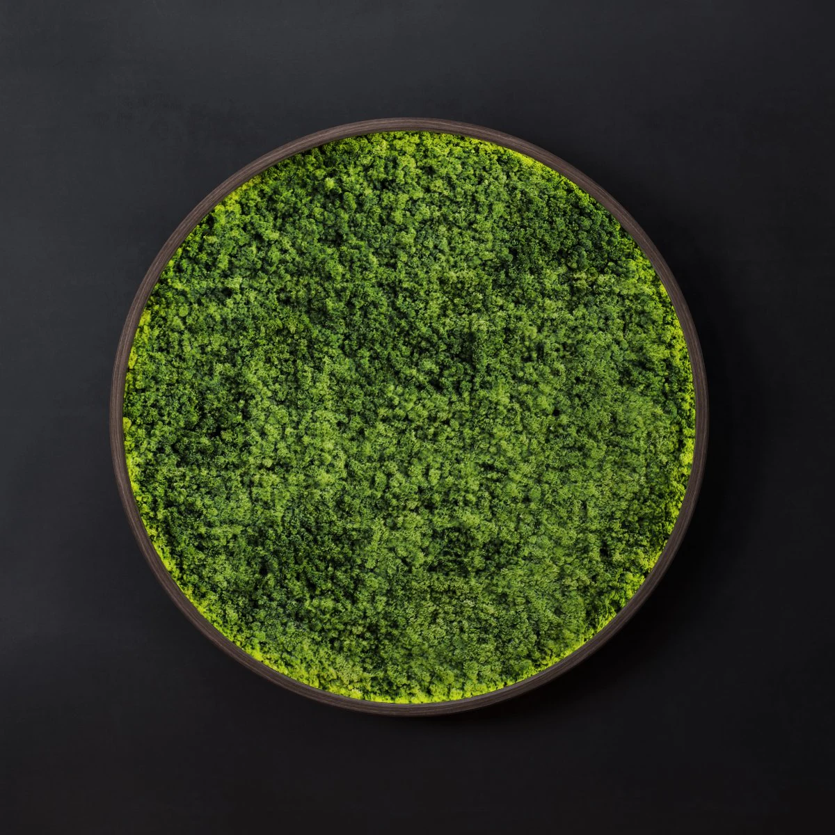 mosswall disk 3D Model .c4d .max .obj .3ds .fbx .stl .blend 
