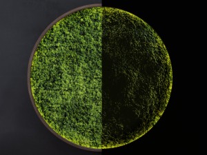 mosswall disk 3D 모델