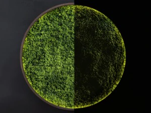 mosswall disk 3D Model