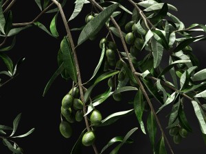 olive branch 3D Модель