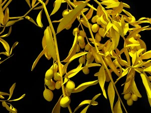 ramo de oliveira Modelo 3D