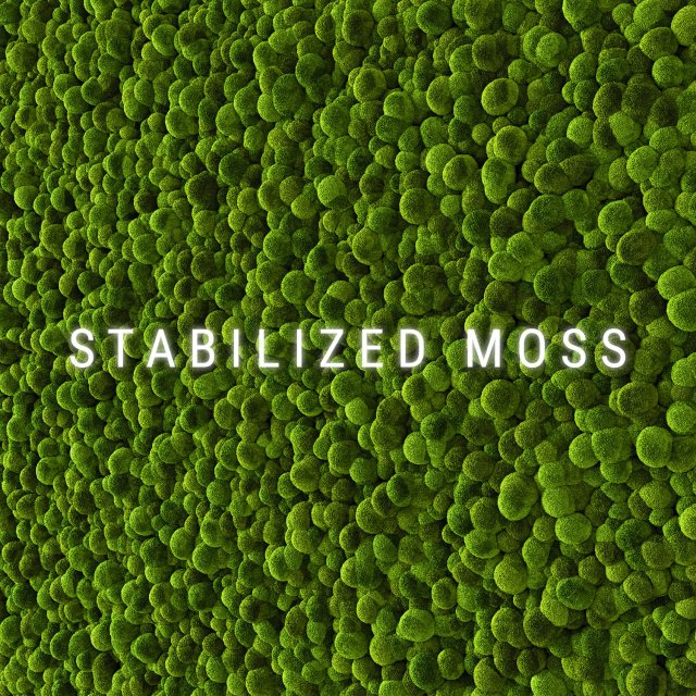 stabilized moss 2 Modelo 3D .c4d .max .obj .3ds .fbx .stl .blend 