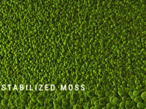 stabilized moss 2 Modelo 3D