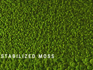 stabilized moss 2 3D Model