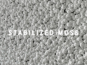 stabilized moss 2 Modelo 3D