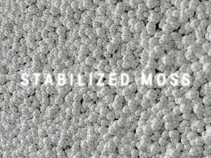stabilized moss 2 3D Model