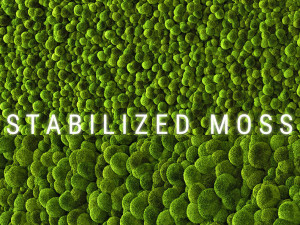 stabilized moss 2 Modelo 3D