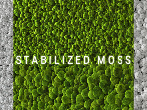 stabilized moss 2 Modelo 3D