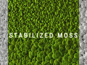 stabilized moss 2 3D Model