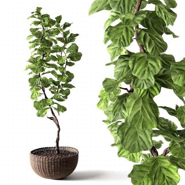 ficus lyrata 3D Model .c4d .max .obj .3ds .fbx .stl .blend 