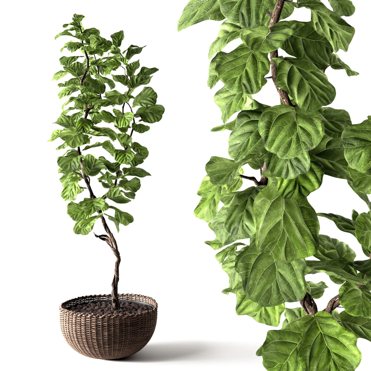 ficus lyrata 3D Model .c4d .max .obj .3ds .fbx .stl .blend 