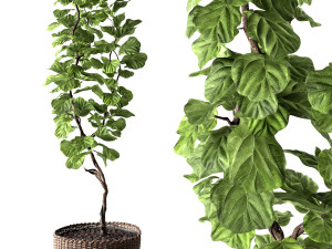ficus lyrata Modello 3D