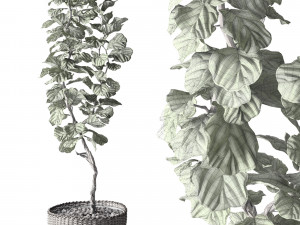 ficus lyrata 3D Model