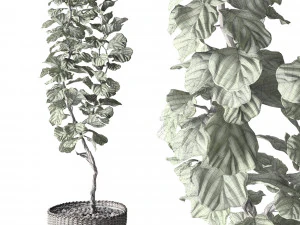 ficus lyrata 3D Model