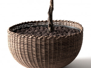 ficus lyrata 3D Model