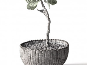 ficus lyrata 3D Model