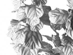 ficus lyrata 3D Model