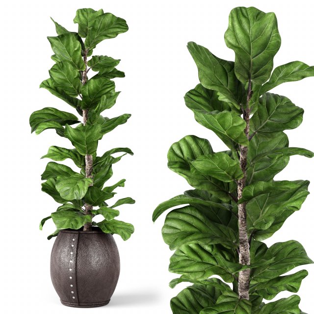 ficus lyrata 2 3D Model .c4d .max .obj .3ds .fbx .stl .blend 