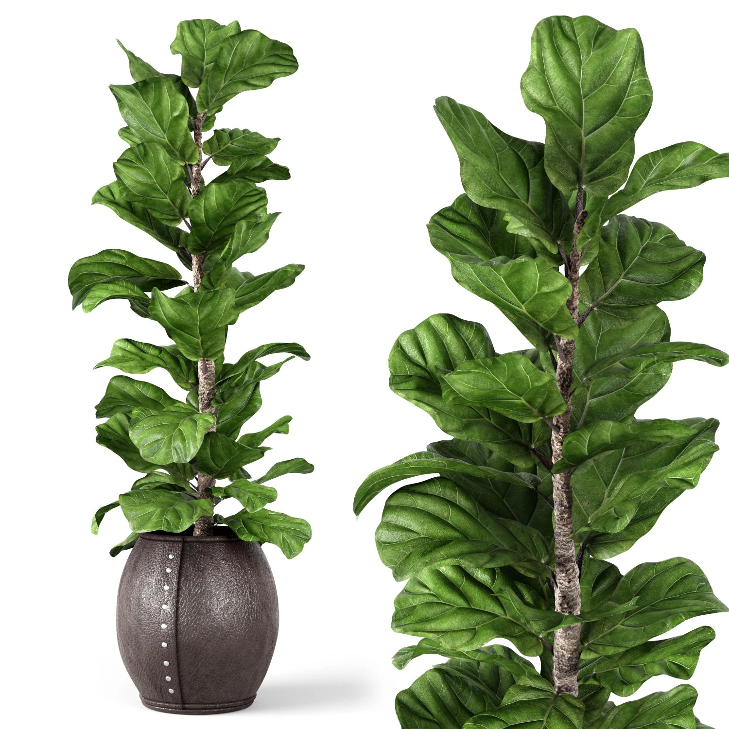 ficus lyrata 2 3D Model .c4d .max .obj .3ds .fbx .stl .blend 