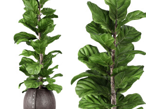 ficus lyrata 2 Modello 3D