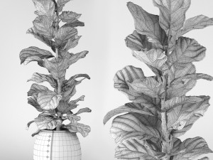 ficus lyrata 2 3D Model