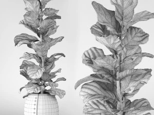ficus lyrata 2 3D Model