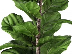 ficus lyrata 2 3D Model