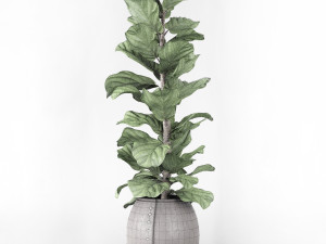ficus lyrata 2 3D Model