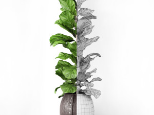 ficus lyrata 2 3D Model