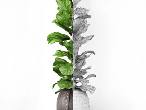 ficus lyrata 2 3D Model