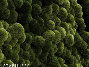 stabilized moss 3 3D Model
