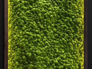 moss wall 2 3D मॉडल