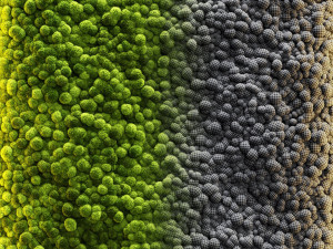 moss wall 2 3D मॉडल