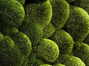 moss wall 2 3D मॉडल