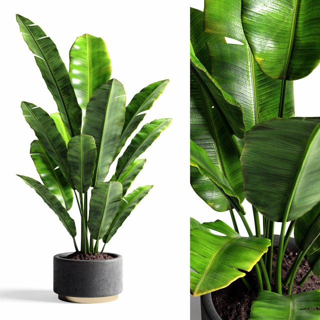 banana tree 3D 模型 .c4d .max .obj .3ds .fbx .stl .blend 
