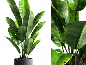 banana tree Modello 3D