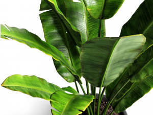 banana tree 3D 模型
