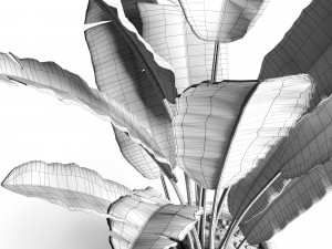 banana tree 3D 模型