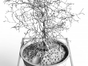 exoticplants exotic pot vase tree plant gold loft design nature wood flora winter lobby growth botan Modèle 3D