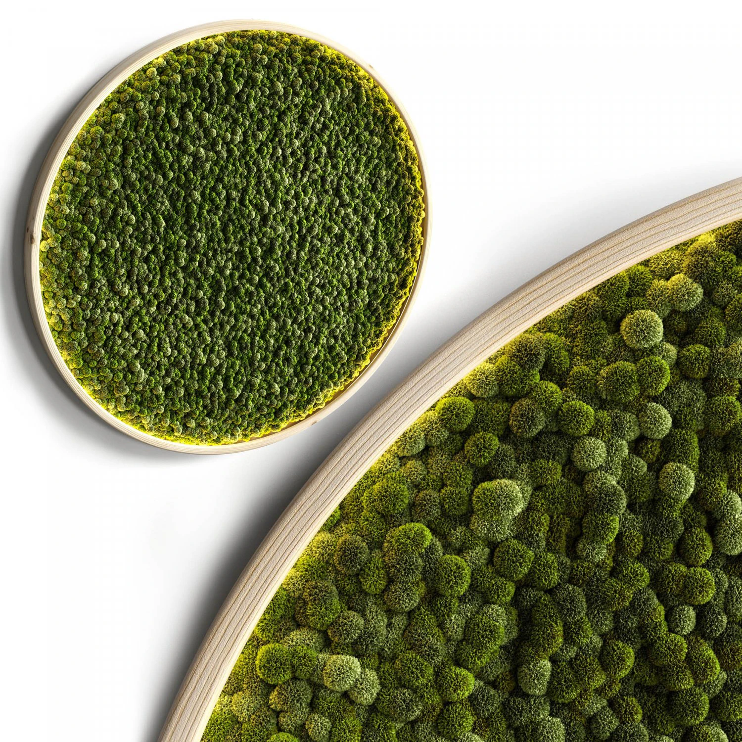 mosswall disk 2 3D Model .c4d .max .obj .3ds .fbx .stl .blend 